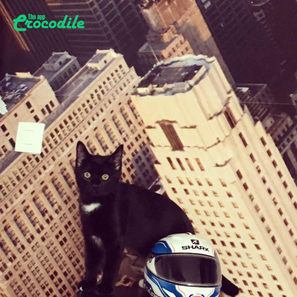 Challenge #chatQuiPose